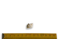 F 14580
<br/>
<br/>
<em></em>